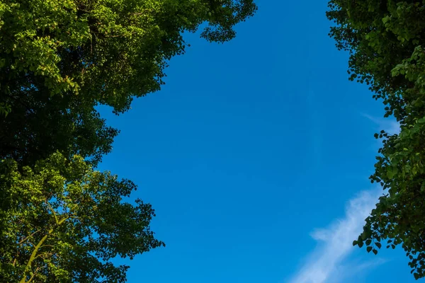 Навес Деревьев Зелеными Листьями Фоне Голубого Неба Фото Сделано Дневном — стоковое фото