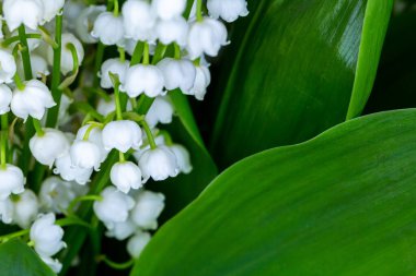 Vadi çiçeklerinin zambaklarına yakın çekim. Fotoğraf yapay, yumuşak ışıkta çekildi..
