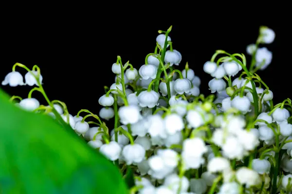 Крупним Планом Багато Лілій Квітів Долини Фото Зроблене Штучному Якому — стокове фото