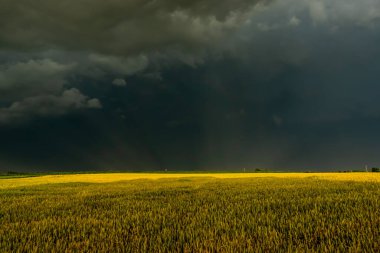 Kara fırtına bulutları tahıl tarlalarının üzerinde toplanıyor. Fotoğraf doğal ışık altında çekildi..