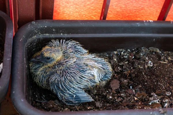 Una Paloma Una Docena Días Una Olla Balcón Foto Tomada —  Fotos de Stock