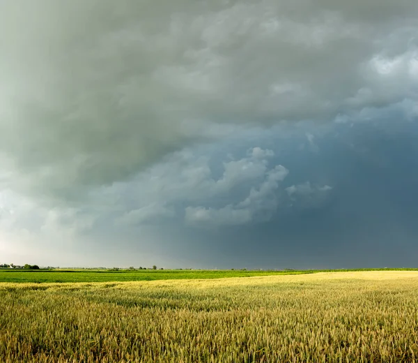 Темні Штормові Хмари Збираються Над Зерновими Полями Фото Зроблене Природному — стокове фото