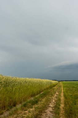 Yaklaşan fırtınadan önce bulutlu gökyüzüne karşı tahıl tarlaları arasında toprak bir yol. Doğal yumuşak ışık, gökyüzü bulutlandı..