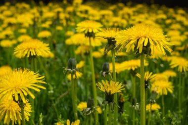 Yeşil bir çayırda bir sürü sarı Karahindiba (Taraxacum officinale) çiçeği bulunur. Fotoğraf doğal, yumuşak ışıkla çekilmiştir..