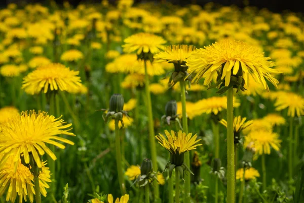 Dużo Żółtych Kwiatów Mniszka Lekarskiego Taraxacum Officinale Zielonej Łące Zdjęcie — Zdjęcie stockowe