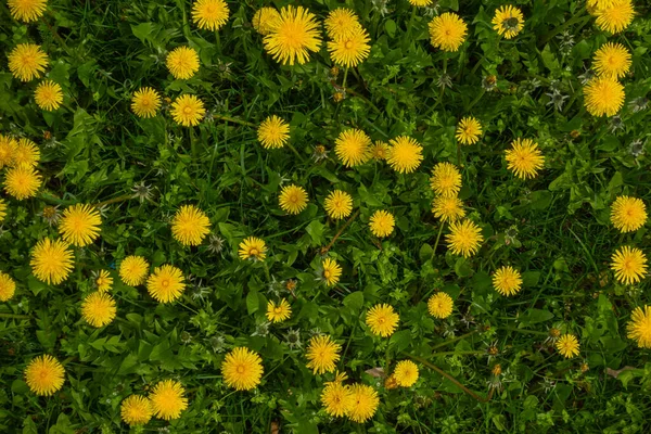 蒲公英 Taraxacum Officinale 的许多黄色花朵生长在绿色的草地上 用自然柔和的光线拍摄的照片 — 图库照片