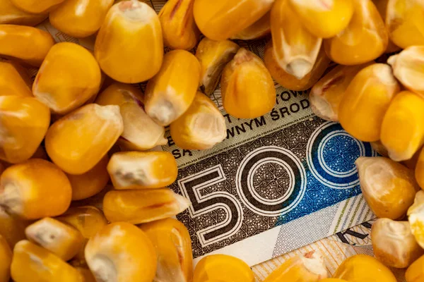 Grains Maïs Avec Détails Billet 500 Pln Polonais Objet Éclairé — Photo