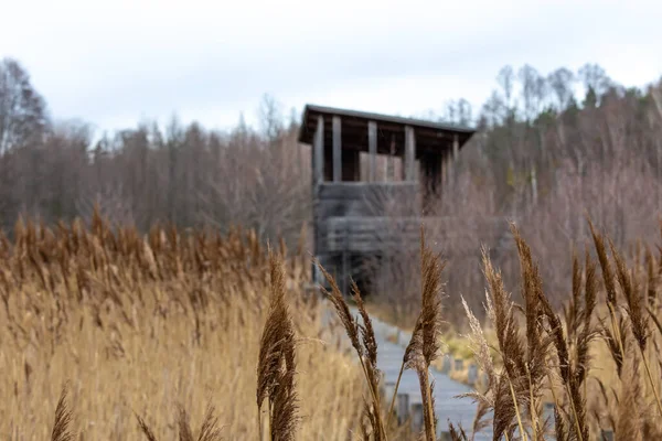 Ulusal parktaki sazlıklar üzerinde ahşap bir iskele ve bir gözlem kulesi. Fotoğraf bulutlu bir sonbahar gününde çekildi.