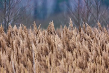 Ulusal parktaki sazlıkların manzarası. Fotoğraf bulutlu bir sonbahar gününde çekildi.