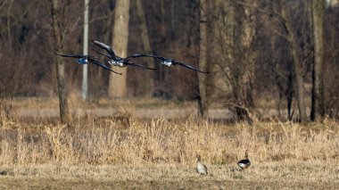 Greylag kaz güneşli bir bahar öğleden sonrasında tarlaların üzerinde uçuyor. Doğal ışıklandırma koşulları, zıt ışık.