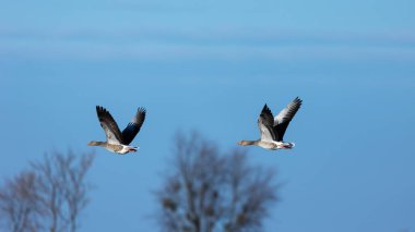 Greylag kazı güneşli bir bahar öğleden sonrasında mavi gökyüzünde süzülüyor. Doğal ışıklandırma koşulları, zıt ışık.