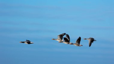 Greylag kazı güneşli bir bahar öğleden sonrasında mavi gökyüzünde süzülüyor. Doğal ışıklandırma koşulları, zıt ışık.