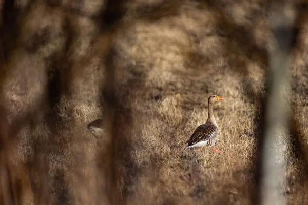 Grijze Ganzen Die Een Zonnige Voorjaarsmiddag Een Veld Lopen Natuurlijke — Stockfoto