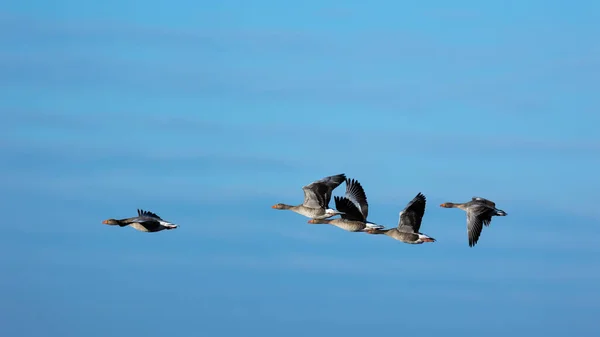 Greylag Goose Soaring Blue Sky Sunny Spring Afternoon Natural Lighting — Stock Photo, Image