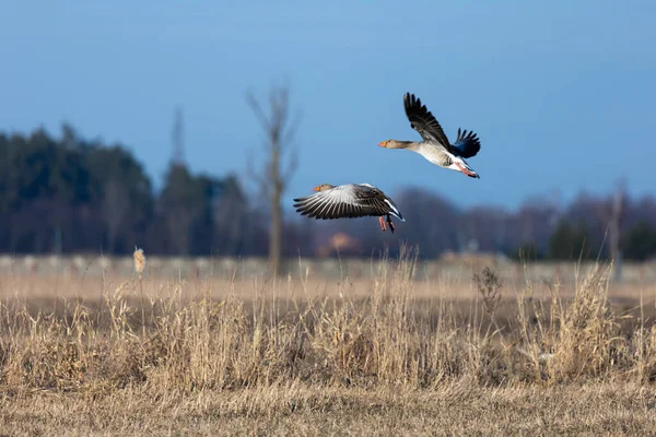 Greylag Goose Flying Fields Sunny Spring Afternoon Natural Lighting Conditions —  Fotos de Stock