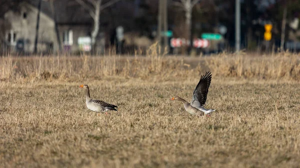 Greylag Geese Soar Fields Sunny Spring Afternoon Natural Lighting Conditions —  Fotos de Stock