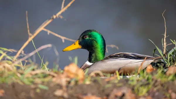 Duck Male River Bank Sunny Autumn Afternoon Blurred Background Cuts — Fotografia de Stock