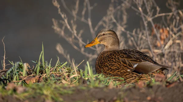 Duck Female River Bank Sunny Autumn Afternoon Blurred Background Cuts — Stockfoto