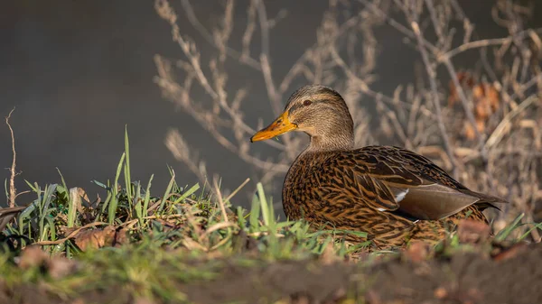 Anatra Femmina Sulla Riva Del Fiume Pomeriggio Autunno Soleggiato Uno — Foto Stock