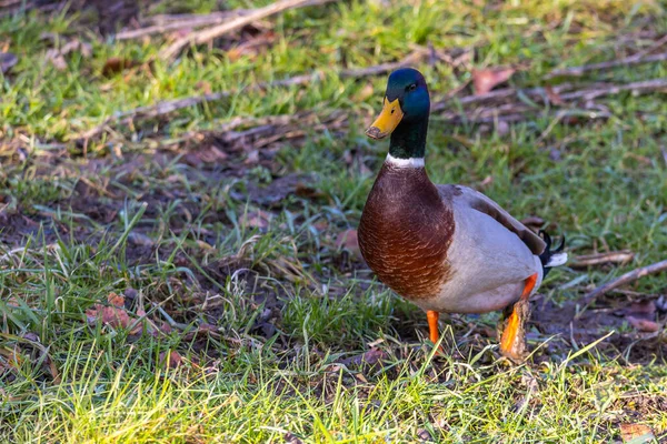 Duck Male River Bank Sunny Autumn Afternoon Blurred Background Cuts — Zdjęcie stockowe