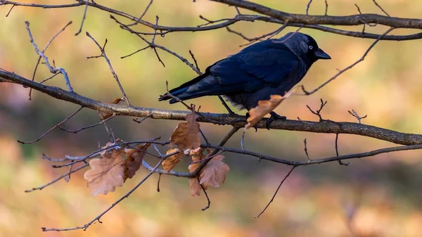 Jackdaw Sentado Rama Una Soleada Tarde Otoño Fondo Borroso Que —  Fotos de Stock