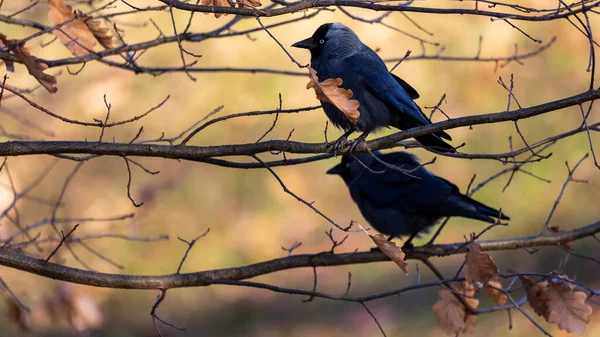 Jackdaw Sitting Branch Sunny Autumn Afternoon Blurred Background Cuts Subject — Fotografia de Stock