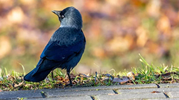Jackdaw Strolling Edge Lawn Sunny Autumn Afternoon Blurred Background Cuts — Stockfoto