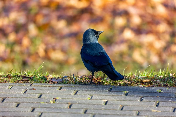 Jackdaw Прогуливаясь Краю Газона Солнечный Осенний День Расплывчатый Фон Который — стоковое фото