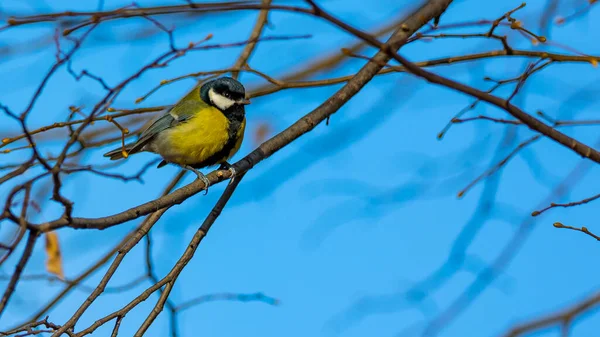 Tit sitting on the branch on a sunny autumn afternoon. A blurred background and blue sky behind the object. 