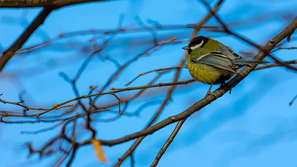 Tit sitting on the branch on a sunny autumn afternoon. A blurred background and blue sky behind the object. 