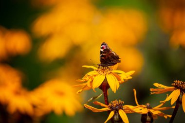 Kızıl Amiral Kelebeği sıcak ve güneşli bir günde çiçeklerle besleniyor. Doğal, parlak ışık, iyi ışıklandırma koşullarında çekilmiş bir fotoğraf..