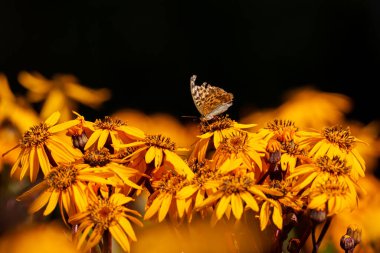 Agrynini, sıcak ve güneşli bir günde çiçeklerle beslenir. Doğal, parlak ışık, iyi ışıklandırma koşullarında çekilmiş bir fotoğraf..