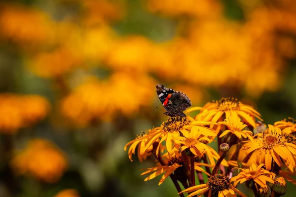 Πεταλούδα Του Κόκκινου Ναυάρχου Τρέφεται Λουλούδια Μια Ζεστή Ηλιόλουστη Μέρα — Φωτογραφία Αρχείου