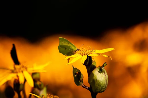 Der Schwefelfalter Ernährt Sich Einem Warmen Sonnigen Tag Von Blumen — Stockfoto