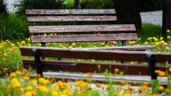 Gartenbänke Einem Blühenden Park Einem Sonnigen Tag Foto Aufgenommen Einem — Stockfoto