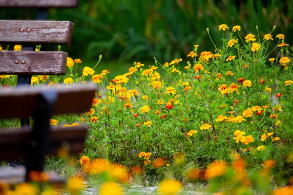 Garden Benches Flowered Park Sunny Day Photo Taken Sunny Day — Stockfoto