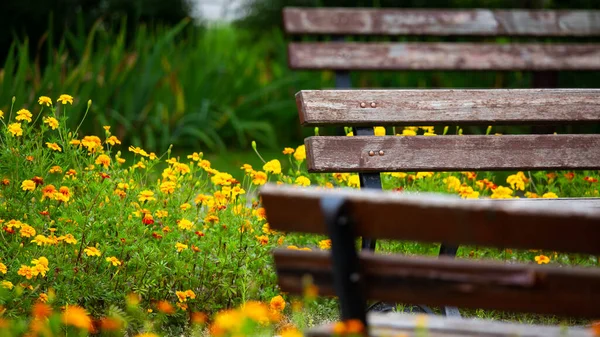 Garden Benches Flowered Park Sunny Day Photo Taken Sunny Day — Stockfoto