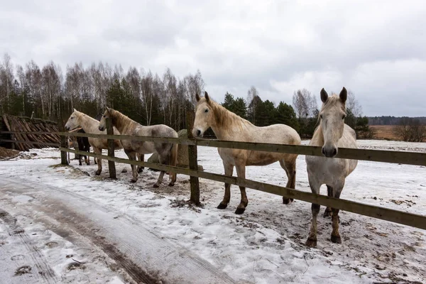 Gray horses in the winter yard. Close-ups on the heads. The photo was taken on a cloudy day