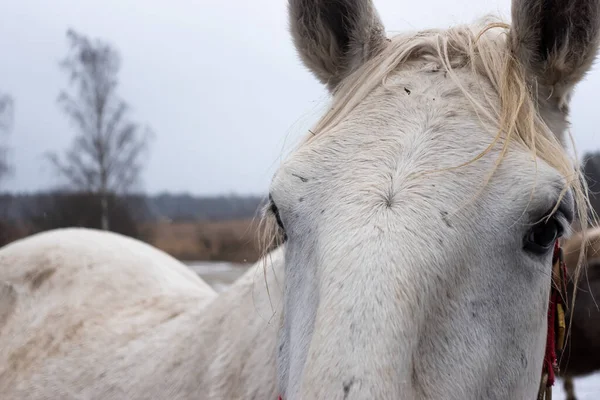 Gray Horses Winter Yard Close Ups Heads Photo Taken Cloudy — Foto de Stock