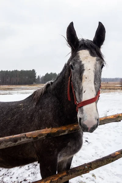 Gray horses in the winter yard. Close-ups on the heads. The photo was taken on a cloudy day