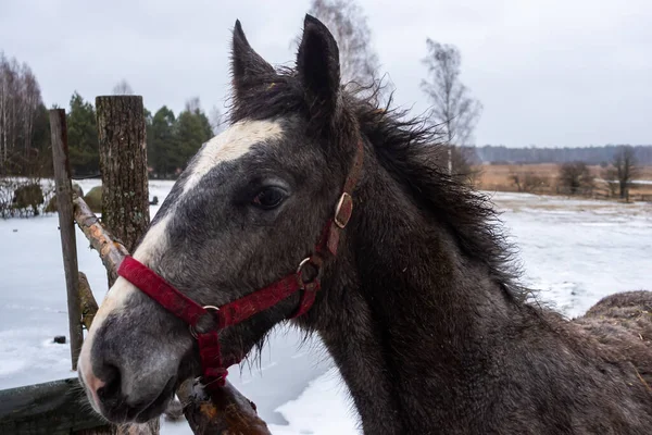 Gray horses in the winter yard. Close-ups on the heads. The photo was taken on a cloudy day