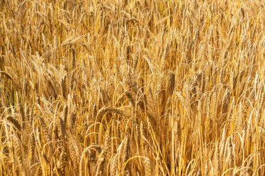 Ggolden, mature ears of wheat in the fields before harvest. Shot taken at sunny day, natural light. 