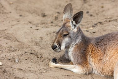 Kırmızı kangurular hayvanat bahçesinin çayırında dinleniyorlar. Fotoğraf, güneşli bir günde öğle vakti çekildi.