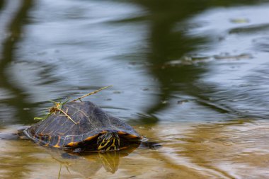 Kaplumbağalar göletin kıyısında dinleniyor. Fotoğraf bulutlu bir günde çekildi. Doğal yumuşak ışık.
