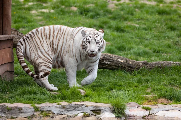 White Albino Bengal Tiger Walking Runway Zoo Animals Threatened Extinction — Stock Photo, Image