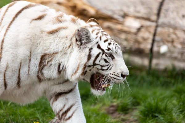 White Albino Bengal Tiger Walking Runway Zoo Animals Threatened Extinction — Fotografia de Stock