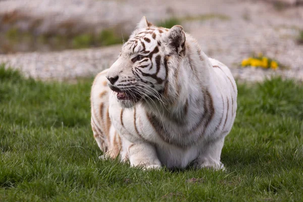 White Albino Bengal Tiger Resting Zoo Paddock Animals Threatened Extinction — Fotografia de Stock