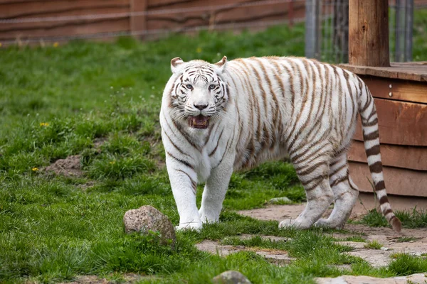 White Albino Bengal Tiger Walking Runway Zoo Animals Threatened Extinction —  Fotos de Stock
