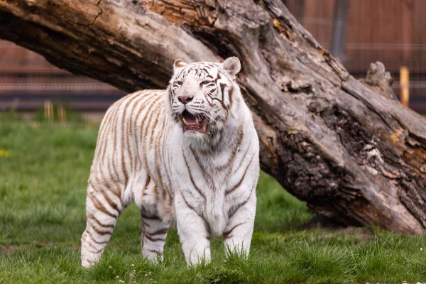 A white, albino Bengal tiger walking down the runway at the zoo. Animals threatened with extinction. Photo taken in natural, soft light.