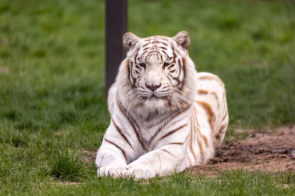 White Albino Bengal Tiger Resting Zoo Paddock Animals Threatened Extinction — Stock Photo, Image